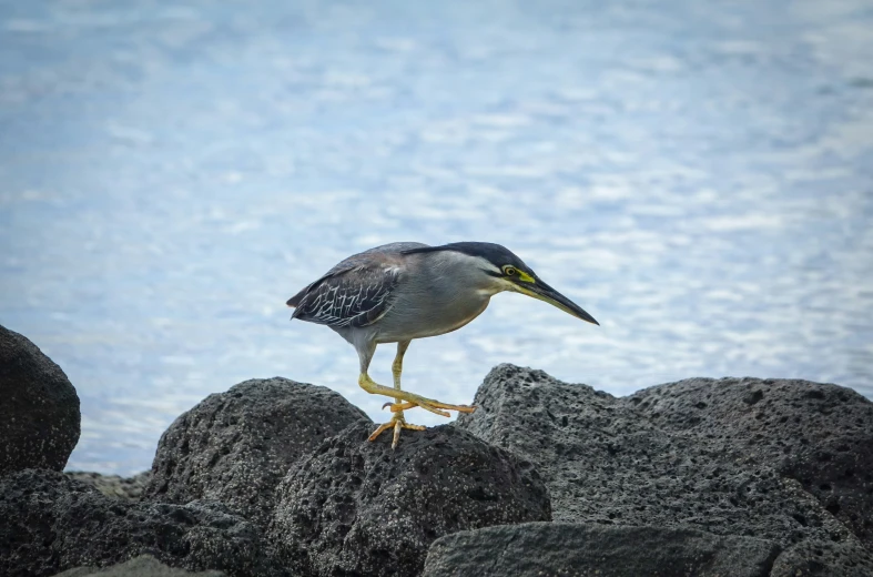 a bird on some rocks by the water