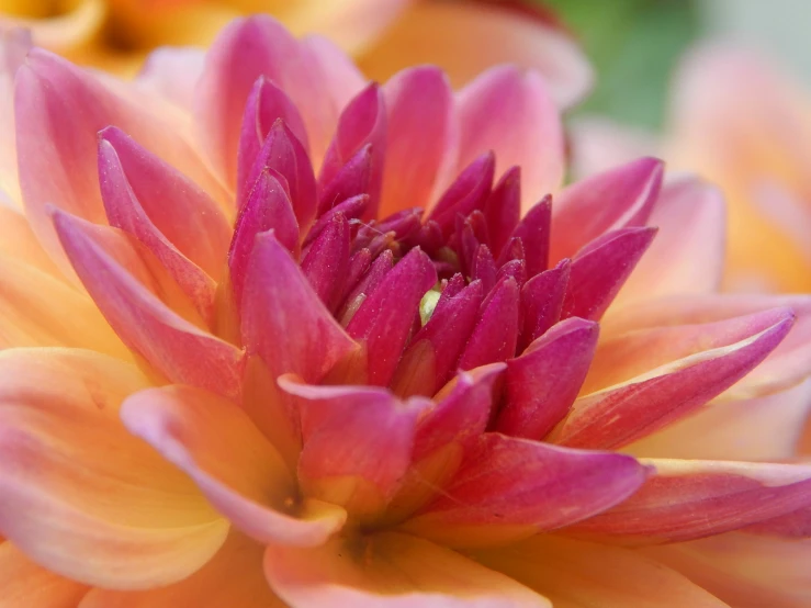 a pink and orange flower that is blooming