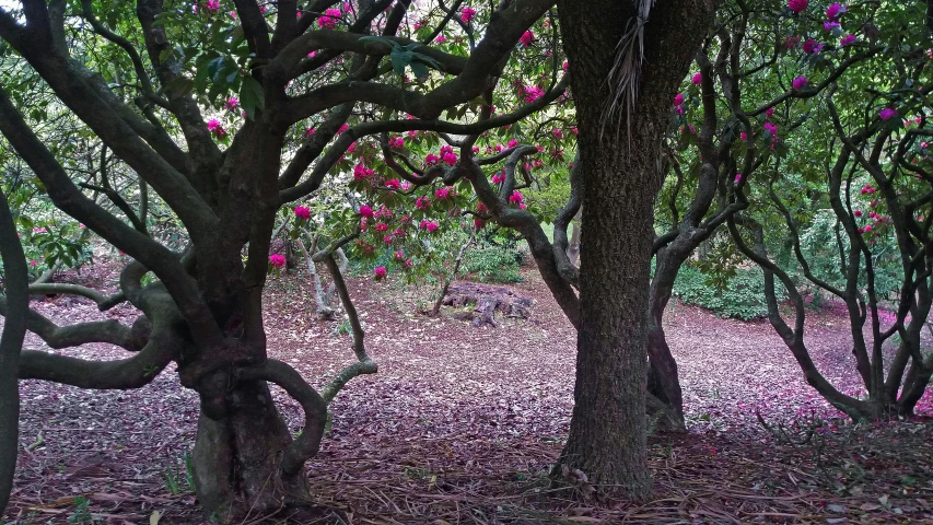 an image of a group of trees in the woods