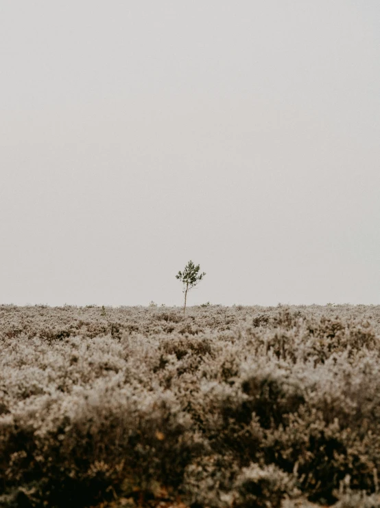 a lone tree stands alone in a dusty landscape