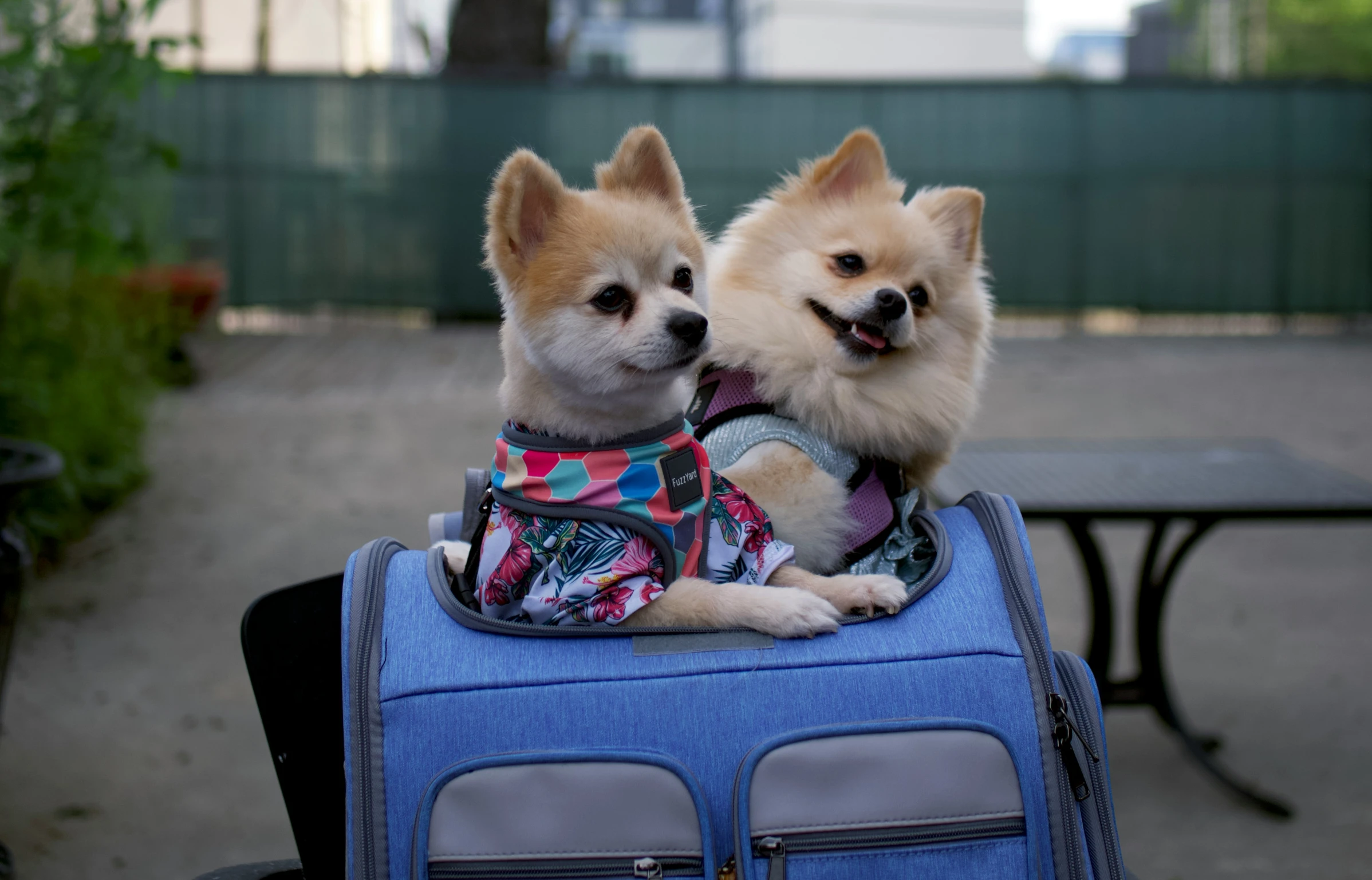 two small dogs standing on top of a suitcase