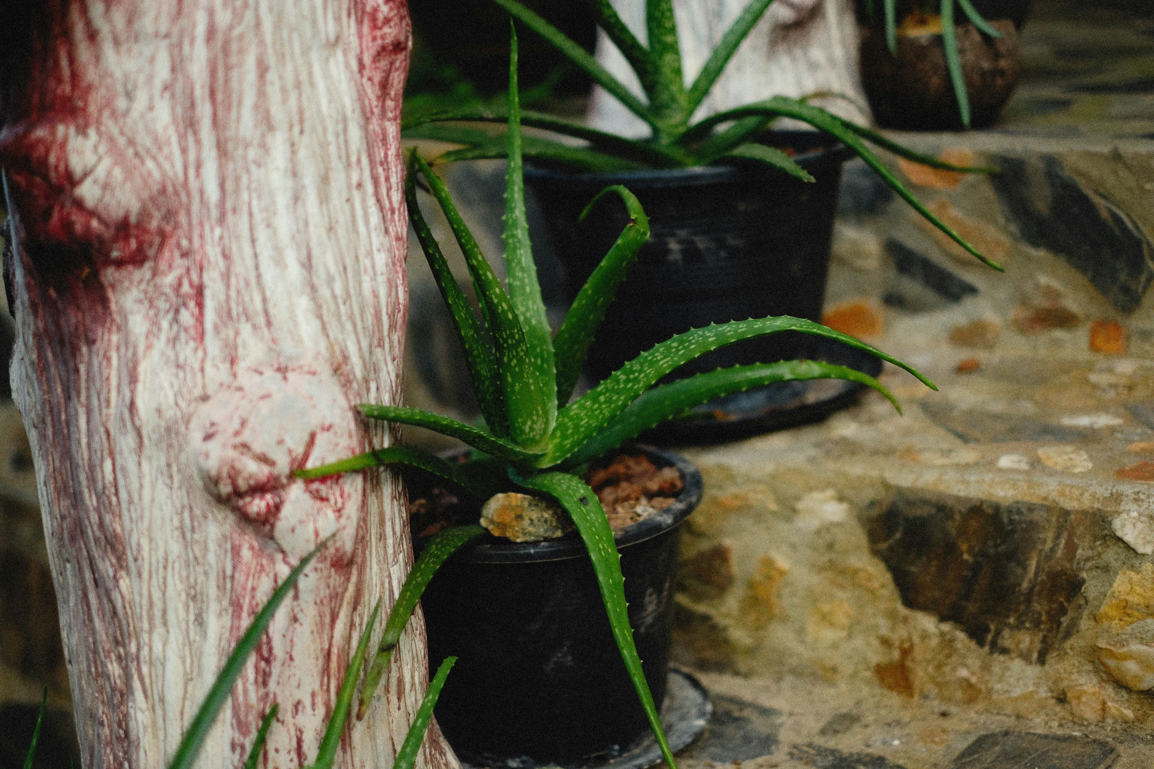 a plant in a pot on a step