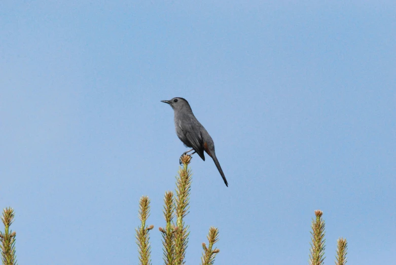 the bird is standing on a tree in front of the blue sky