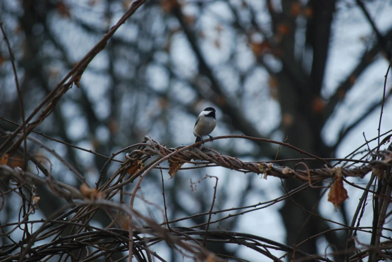 small bird perched on top of a nch covered in leaves