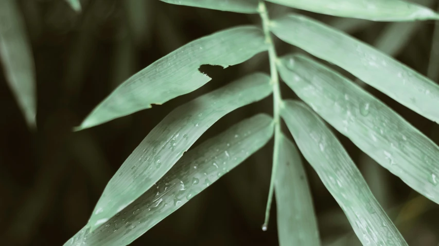 closeup of leaves on a plant in the rain