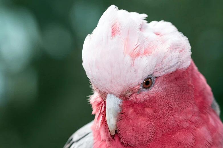 a closeup of a pink cockatoo, from side profile