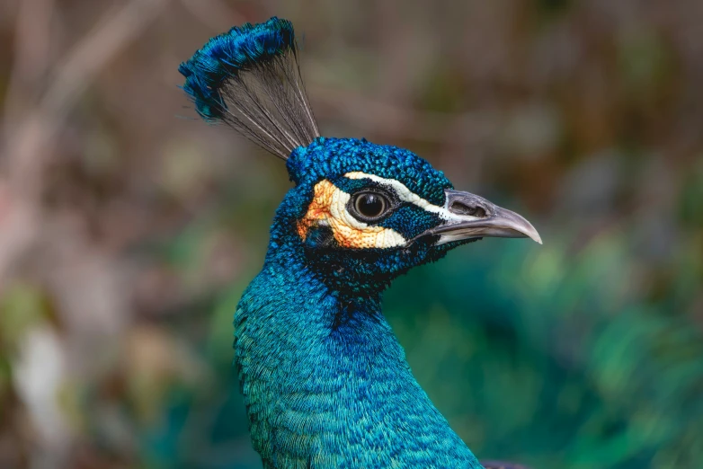 closeup view of a blue and red bird with orange, black and white feathers