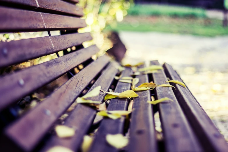 leaves sprouting on top of a bench in the park