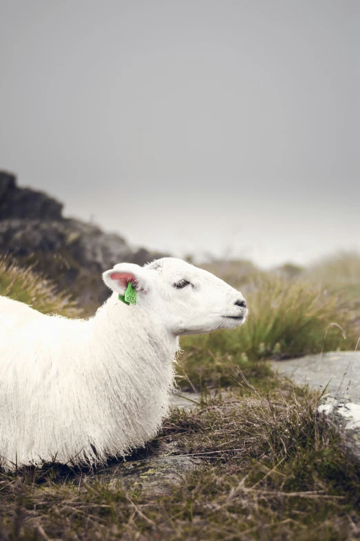 the white sheep is sitting near a rock outcropping