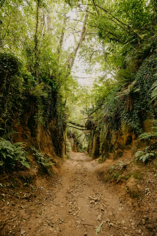 a dirt path is bordered by trees and plants