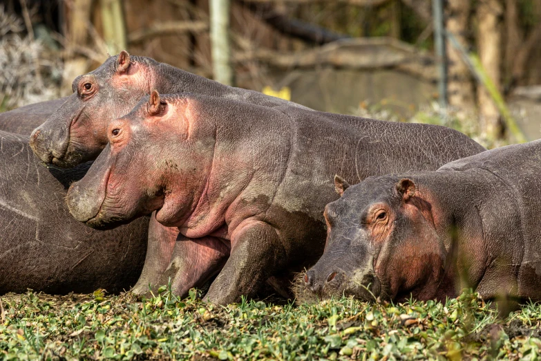 a couple of hippos that are walking in the grass