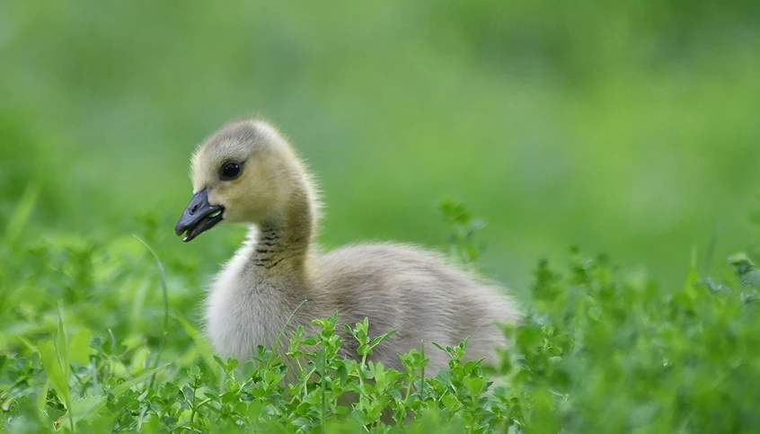 small duckling sits in the green grass