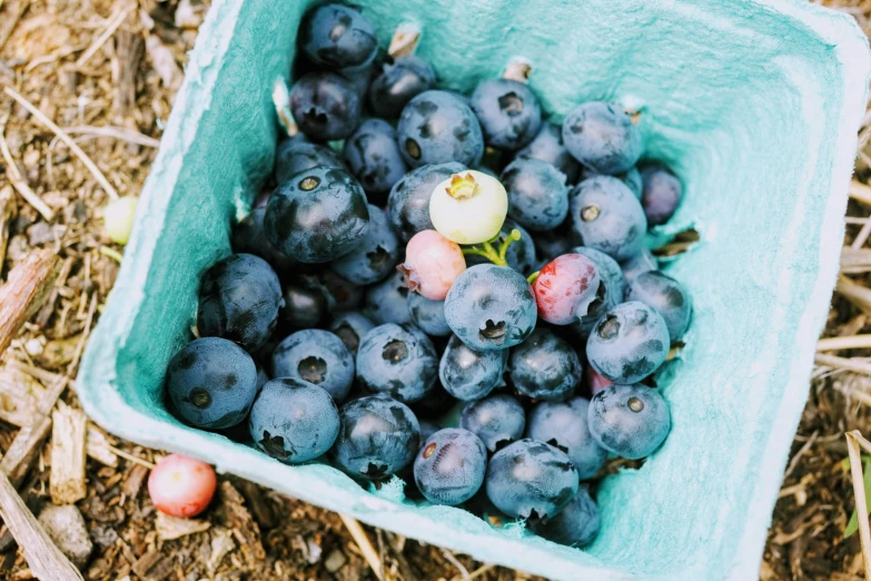 a green basket of blueberries on the ground