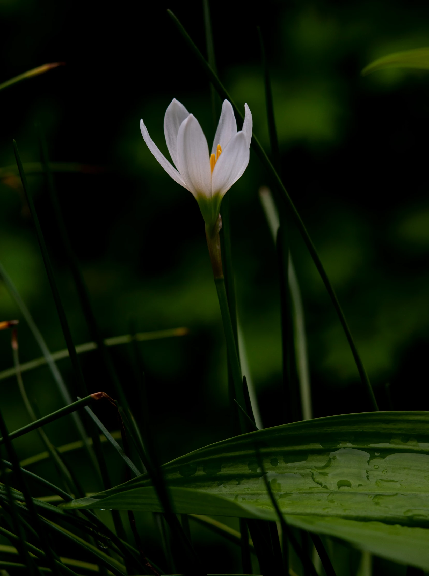 a single white flower growing among greenery