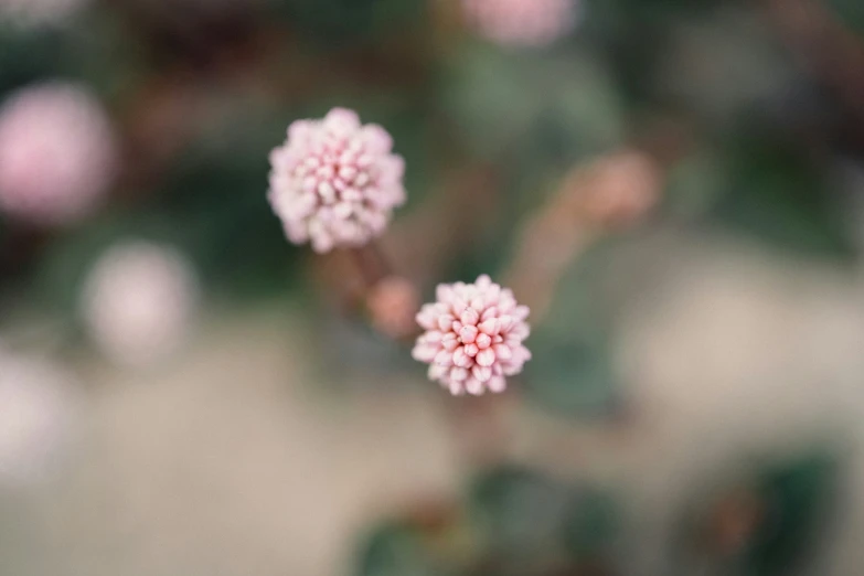 red flowers are blooming and some blurry green leaves