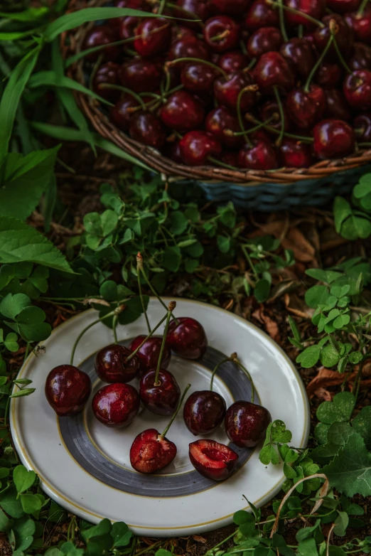 cherries in a bowl on a plate with leaves on the ground