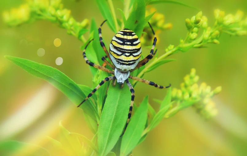 a spider is perched on some green leaves