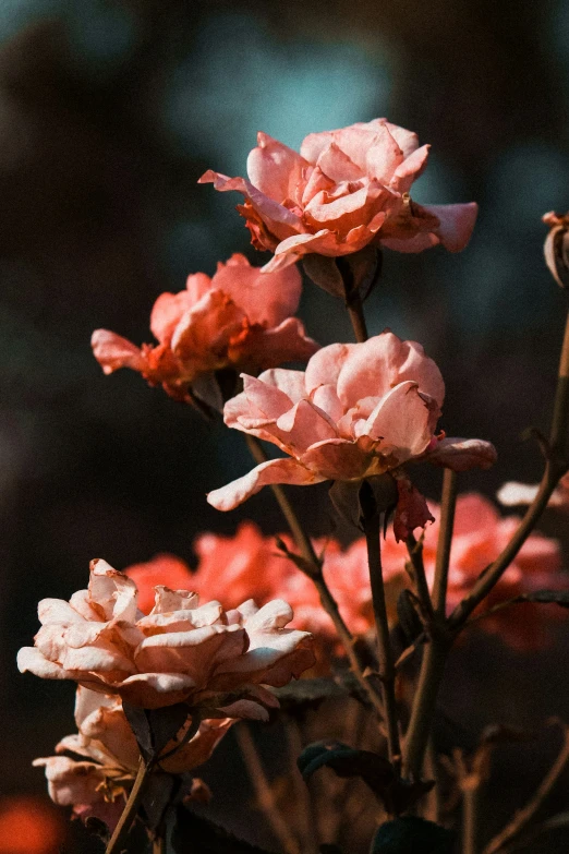 a plant with pink flowers and red leaves