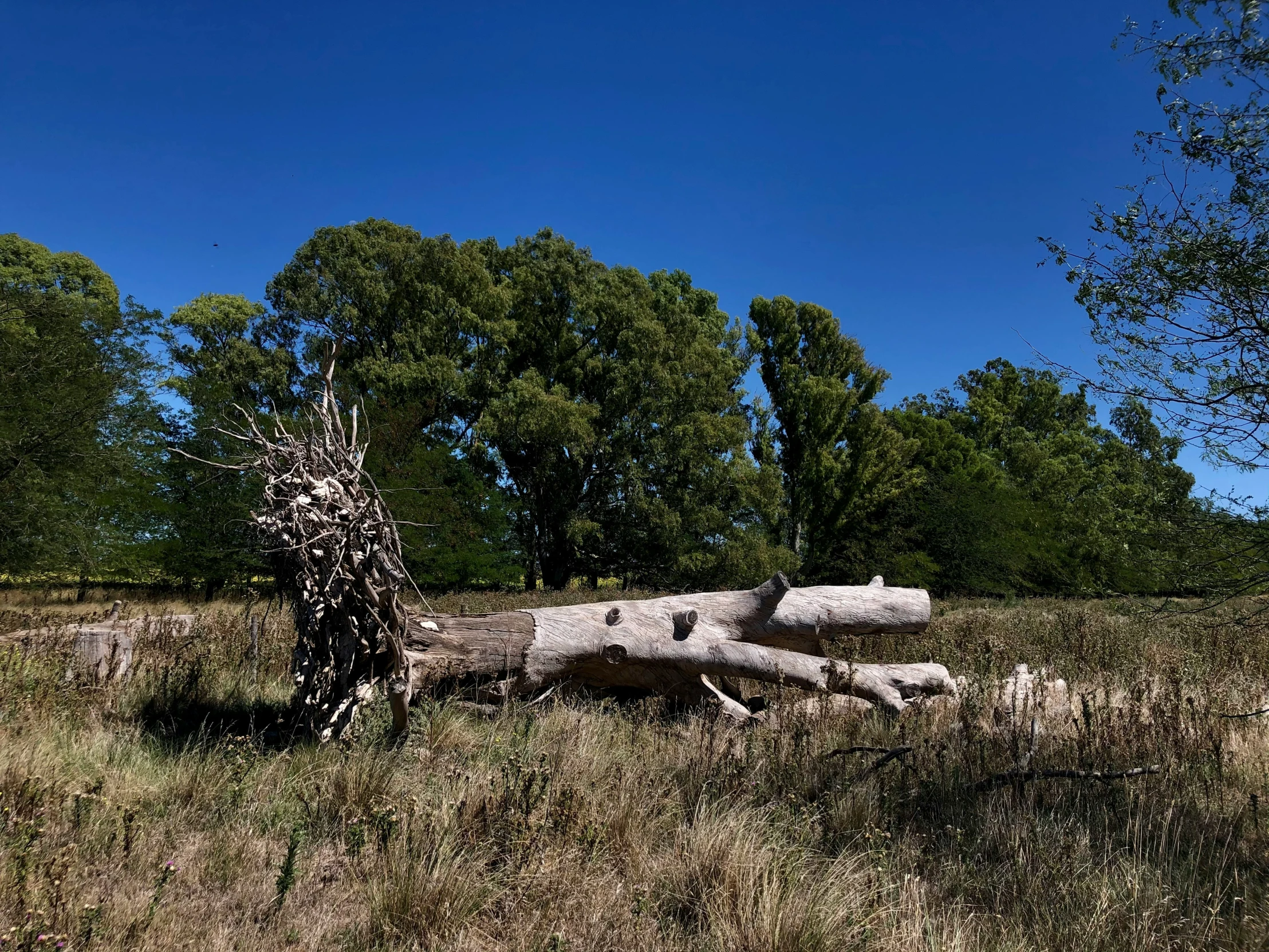 a very old tree sitting in a field