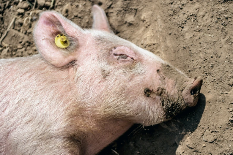 a pig that is laying down in the dirt