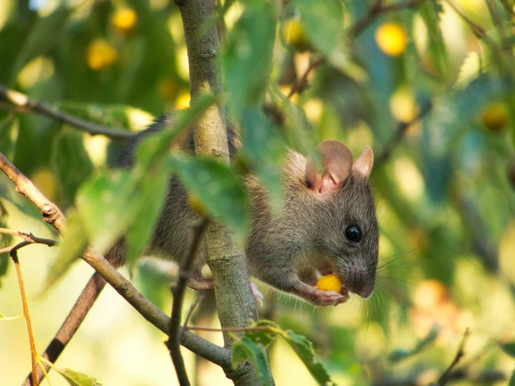 small grey animal sitting up high on a nch