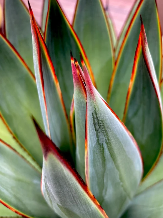 a closeup of the back end of an aloeine plant