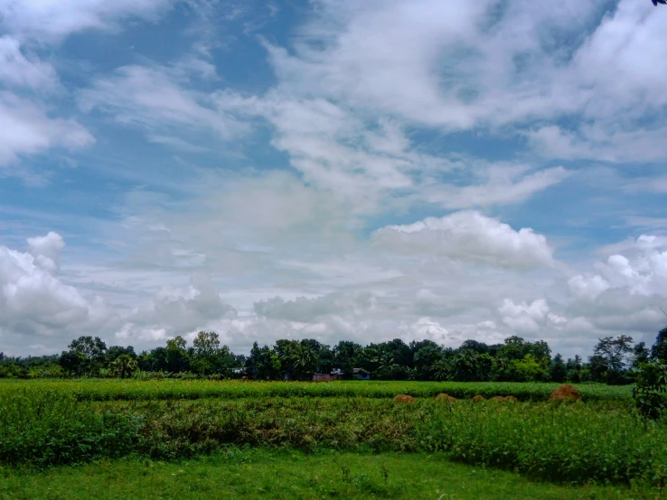 a large field has a lot of trees and green grass