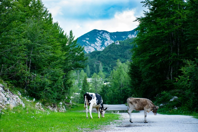 a couple of cows are walking across a road