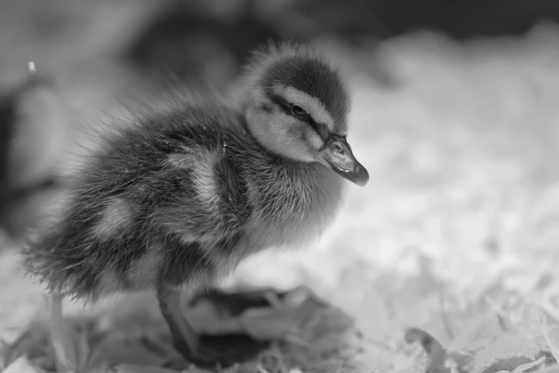 small duckling standing alone on wood chips in black and white