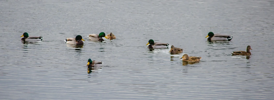 many ducks in the water together in the middle of the day