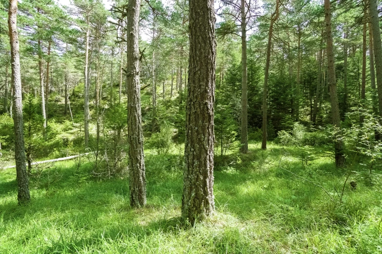 a view of a wooded area with lots of tall trees