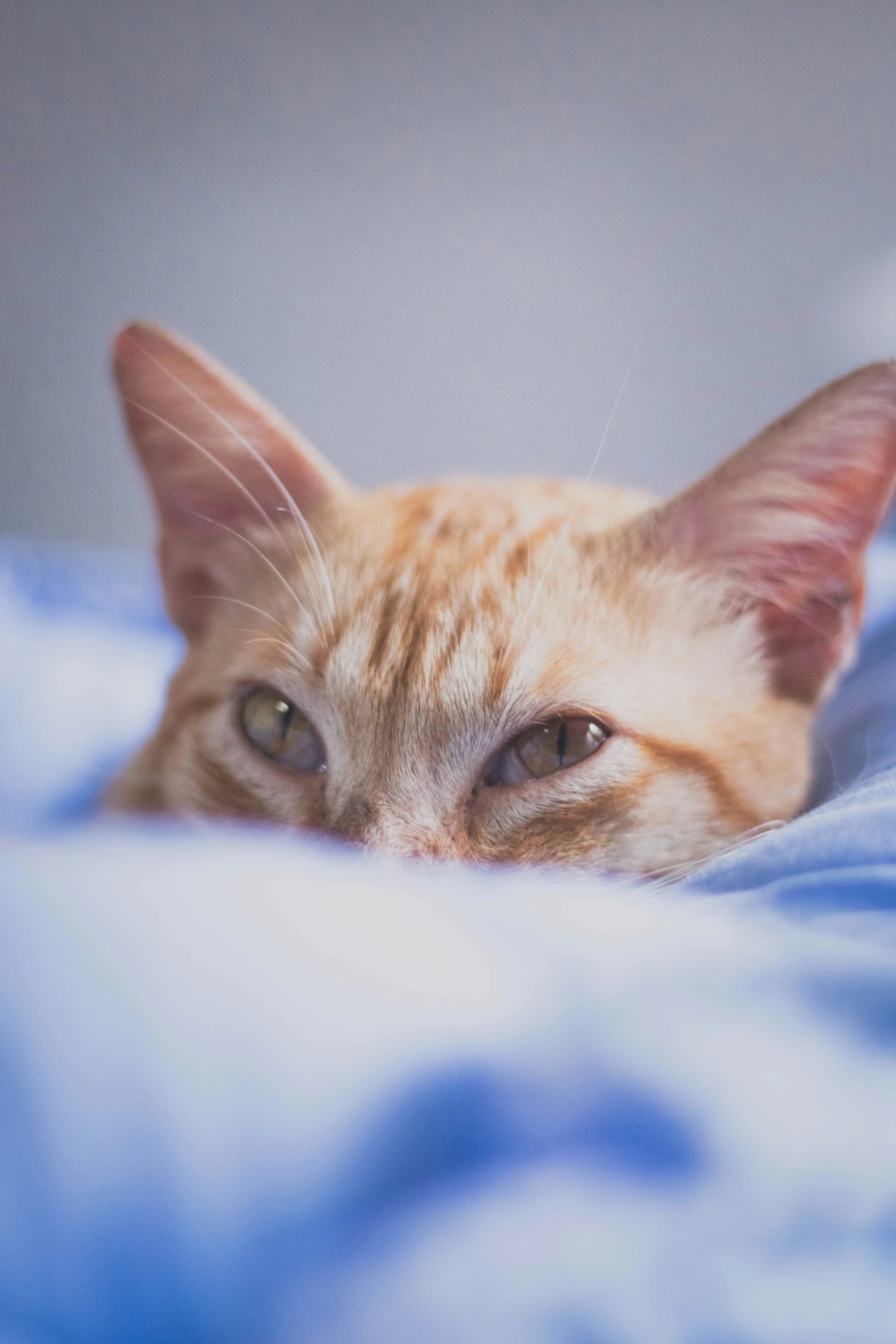 a cat laying on a blue blanket with his eyes open