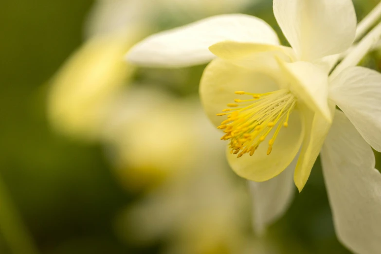 a close - up view of the center flower of a yellow and white daffodil