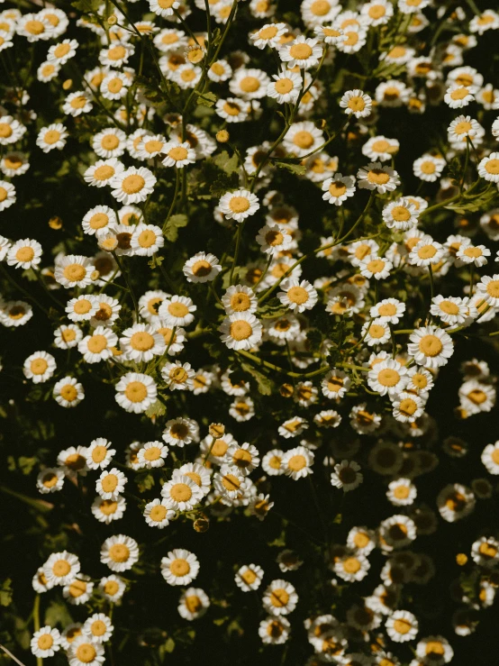 a close up of a bunch of flowers with white and yellow centers