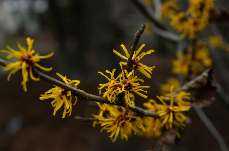 some yellow flowers growing from a tree