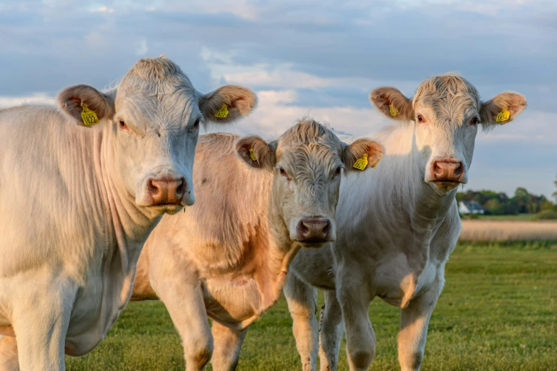 four cows standing in a green pasture with sky in background