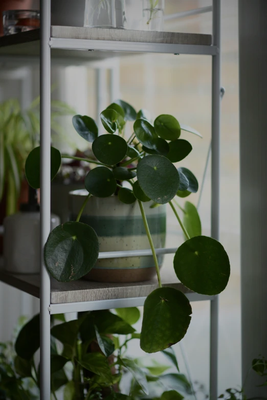 the plants are on the shelves in the plantery