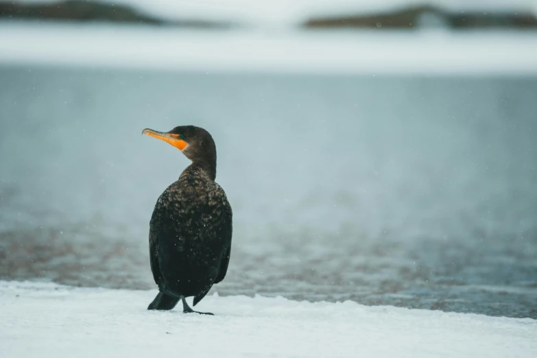 a black bird stands on snow covered ground