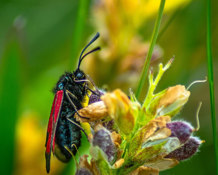 a red, yellow and black bug on a flower