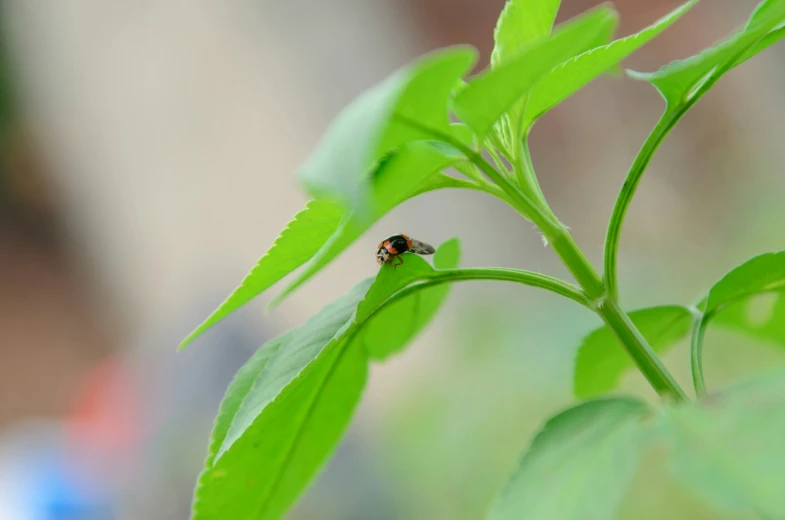 a ladybug insect perched on a green leaf