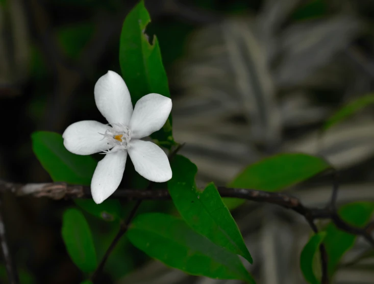 a white flower sitting on top of a tree nch