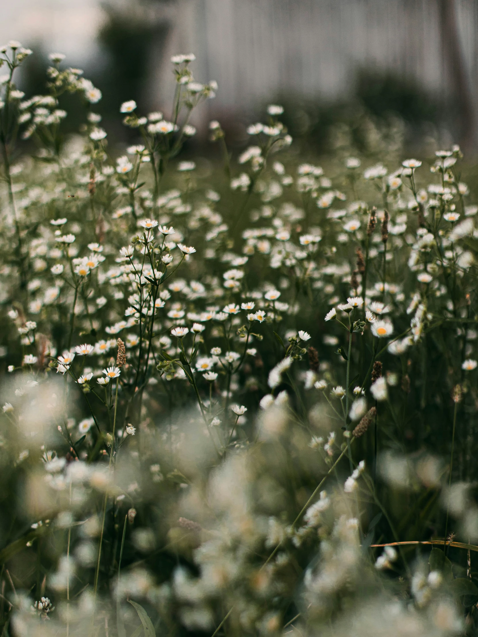 daisies in full bloom near a building