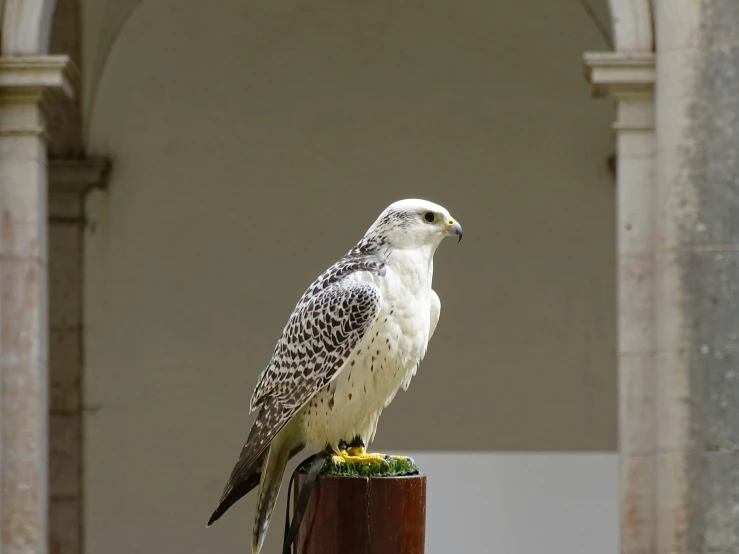 a large bird is sitting on the top of a pole