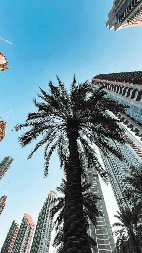 looking up at tall palm tree in downtown at sunset