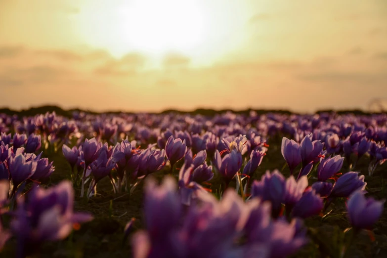 many purple flowers are growing in a field