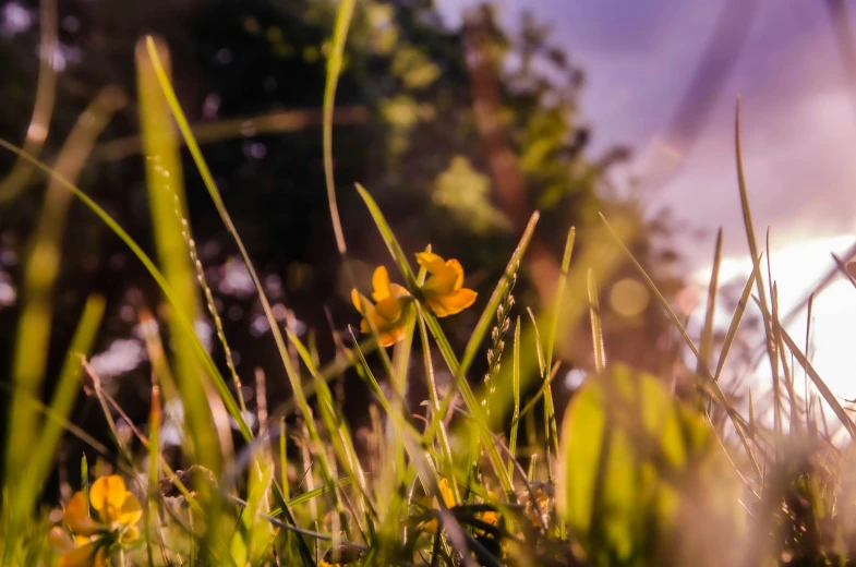 yellow flowers growing in grass and bushes with sun glares on the horizon