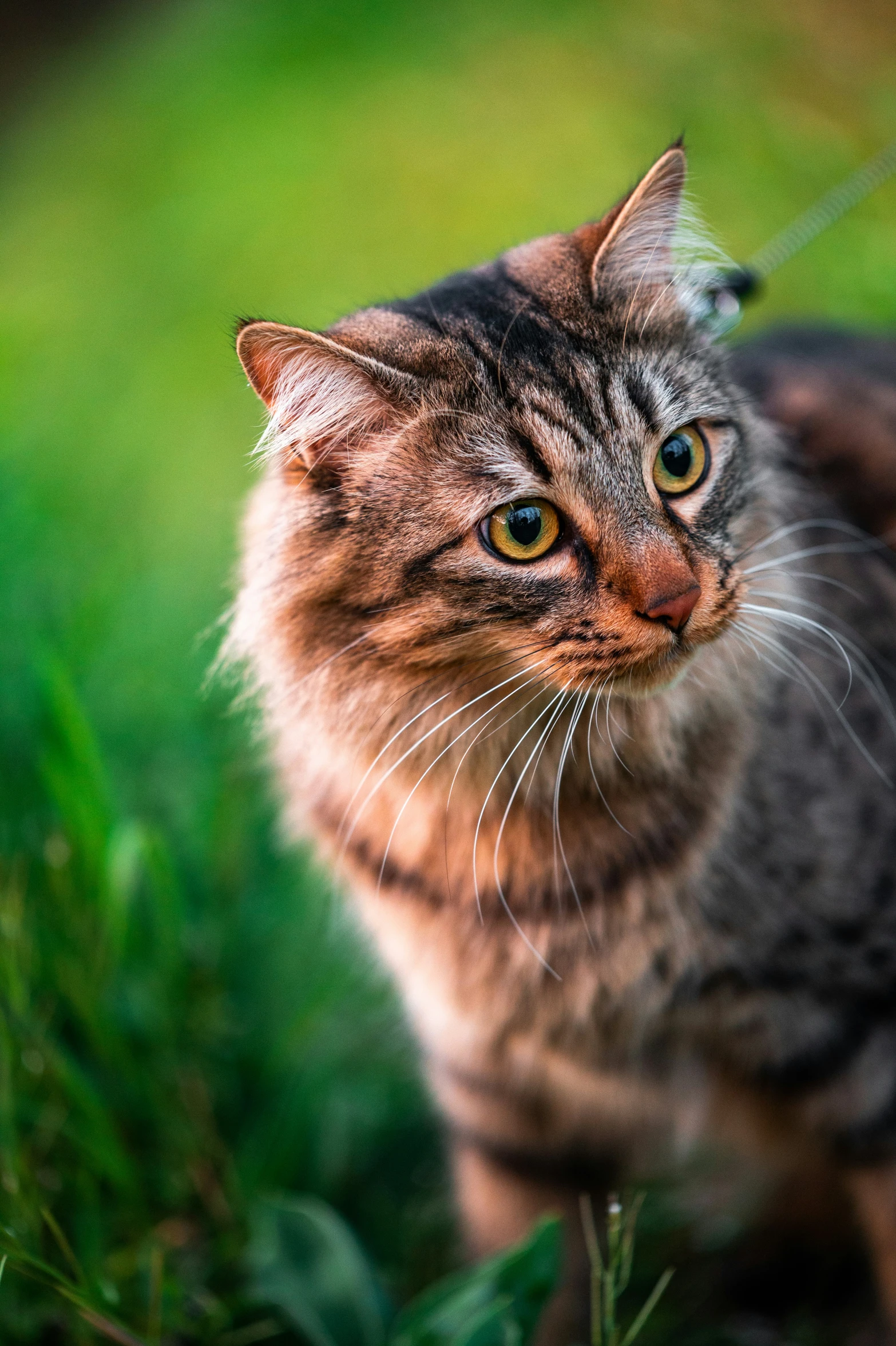 a brown black gray cat and grass