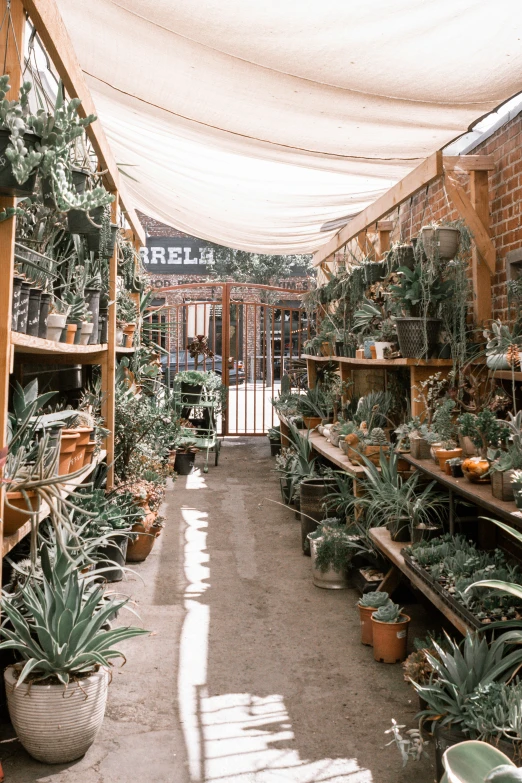 a room with many potted plants in it