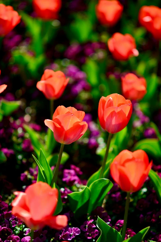 red tulips are growing in a field of purple flowers