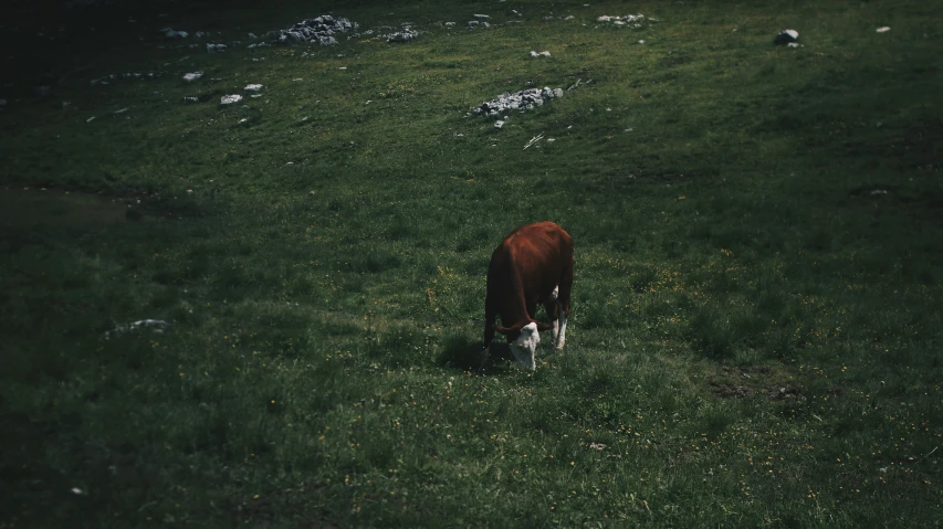 a cow standing in the middle of a field